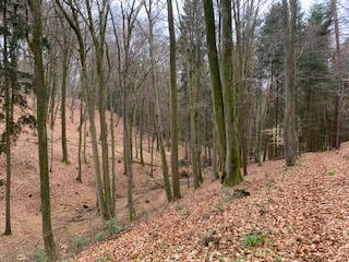 lichter Buchenwald