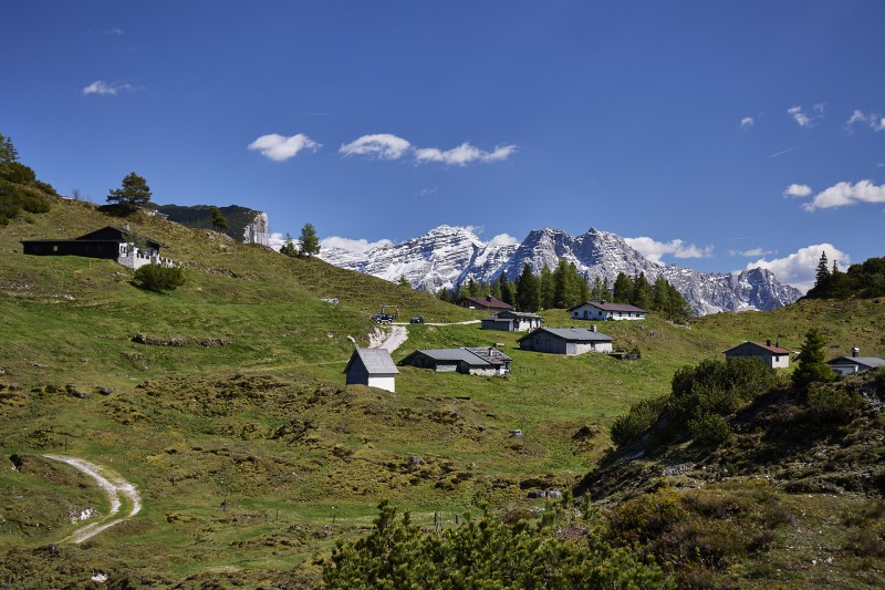 Fellhorn